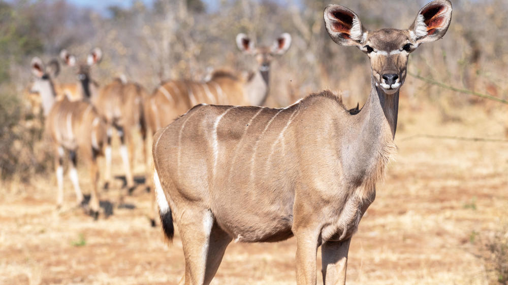 Kwando Private Reserve