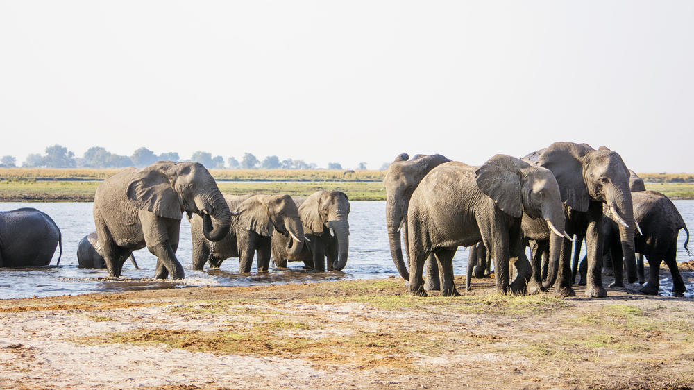 Kwando Private Reserve