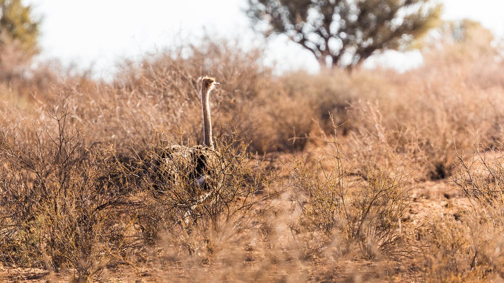 Kalahari Anib Lodge Gondwana Collection Namibia