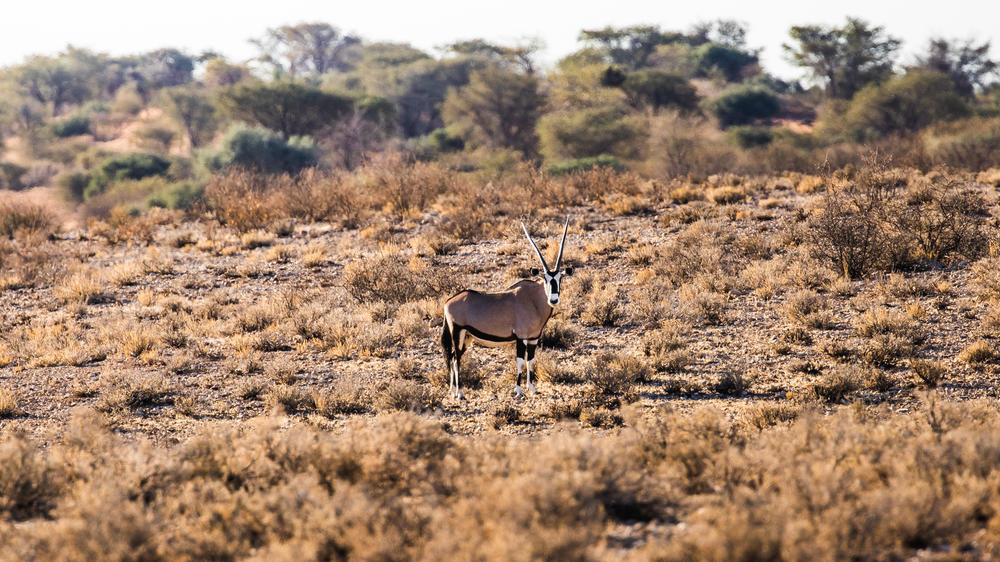 Kalahari Anib Lodge Gondwana Collection Namibia