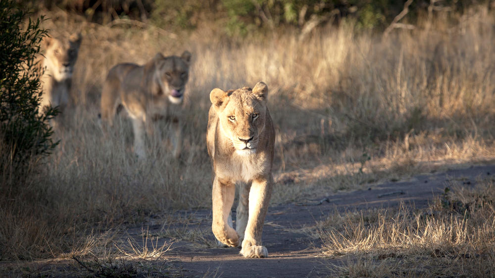 Ngala Private Game Reserve