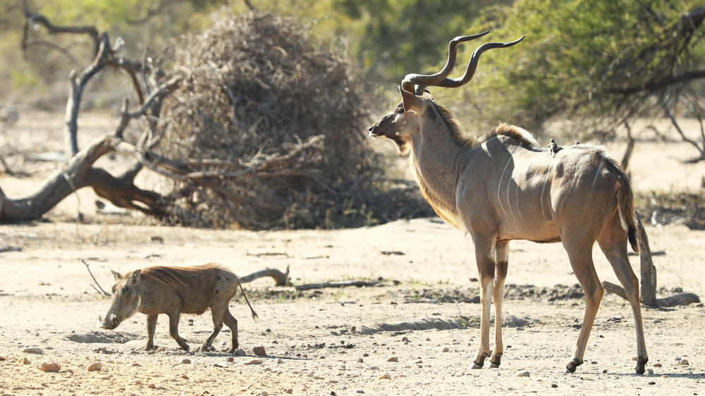Ngala Private Game Reserve