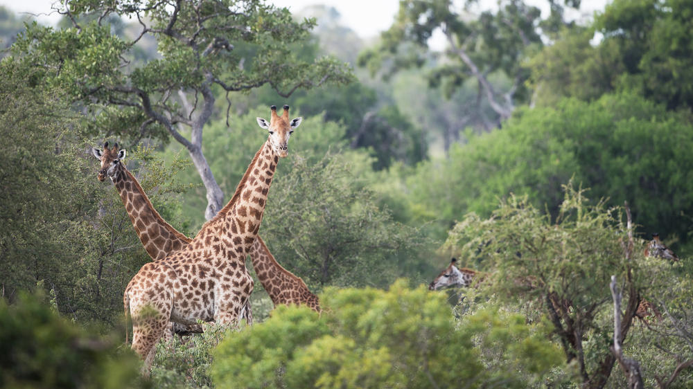 Ngala Private Game Reserve