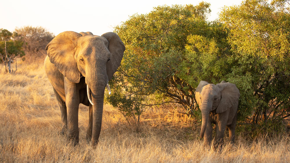 Ngala Private Game Reserve