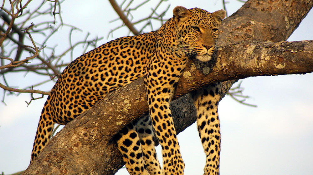 Ngala Private Game Reserve