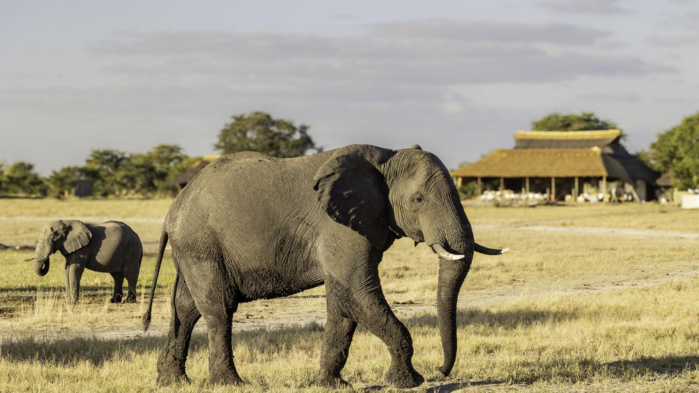 Zimbabwe - 4-day Hwange Safari with Camp Hwange - Private Fly-in