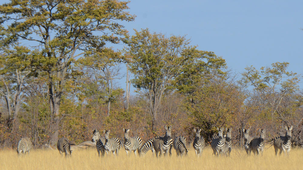 Camp Hwange