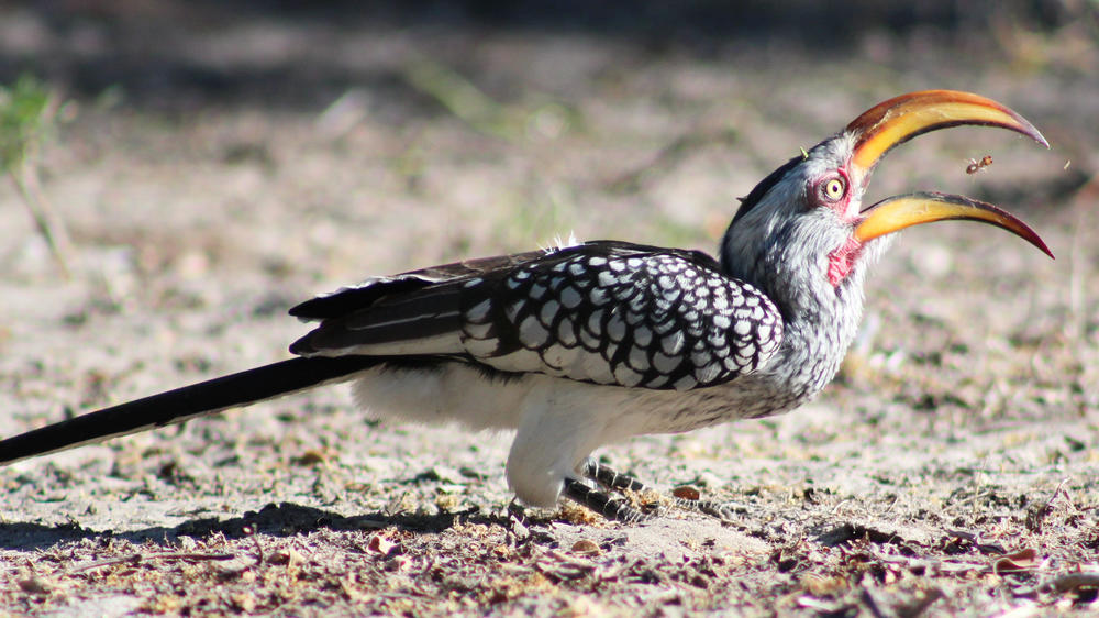 Dinaka Private Reserve