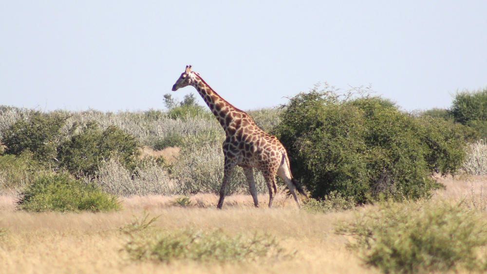 Dinaka Private Reserve