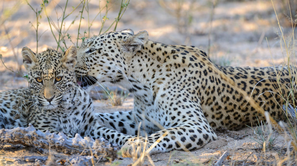 Dinaka Private Reserve