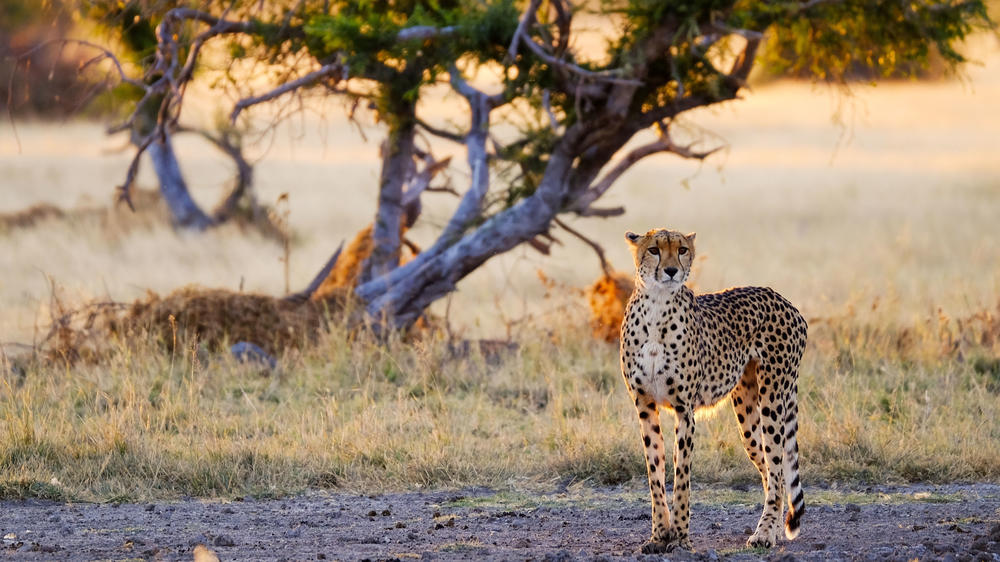 Dinaka Private Reserve