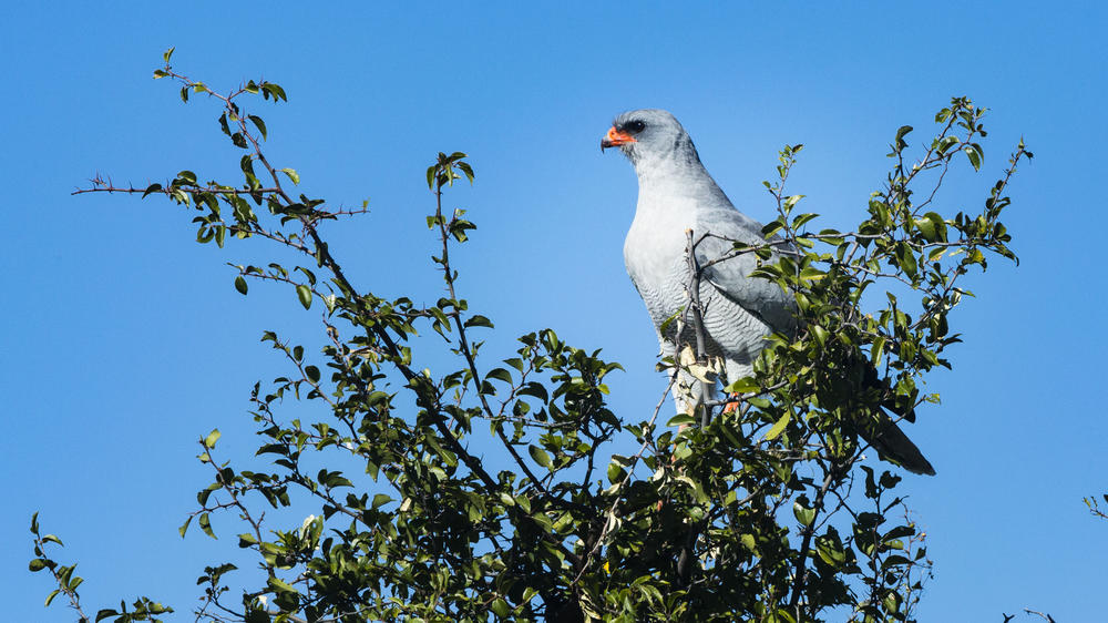 Dinaka Private Reserve