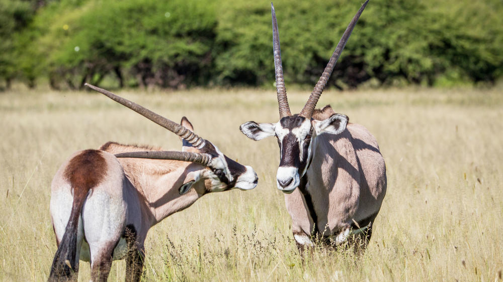 Dinaka Private Reserve