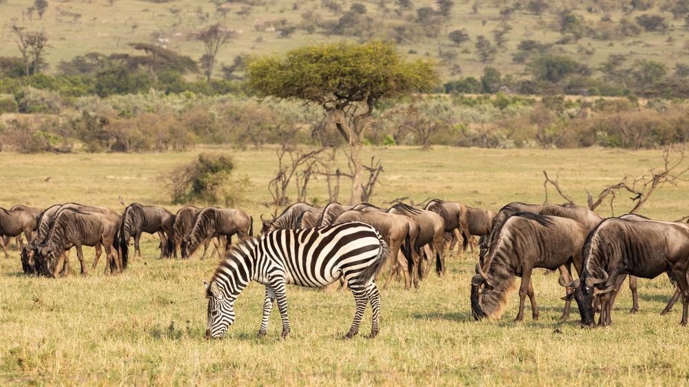 Mara Expedition Camp