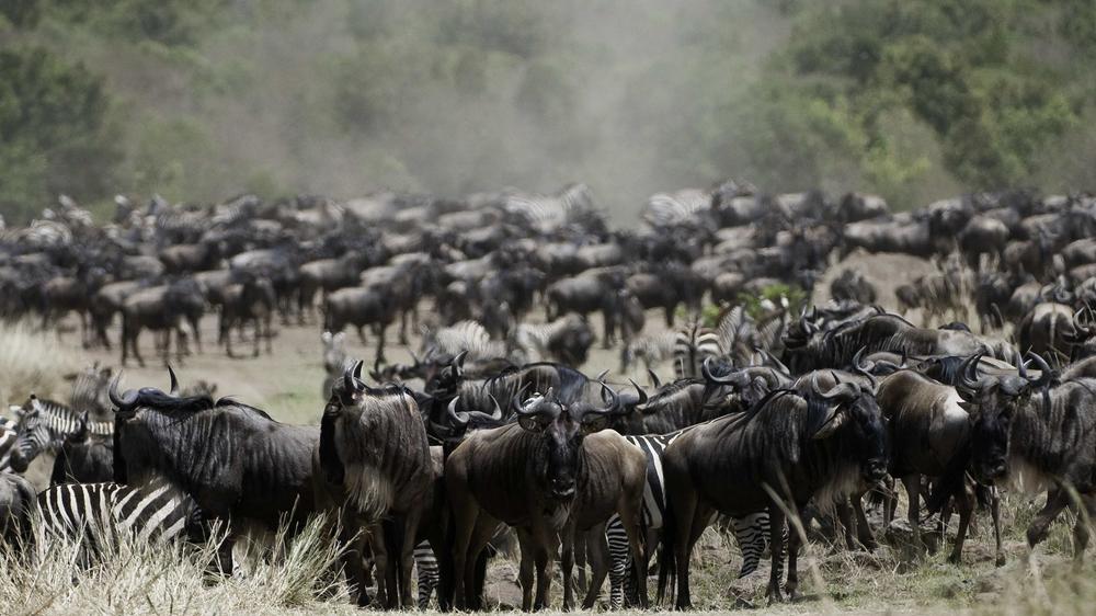 Mara Expedition Camp