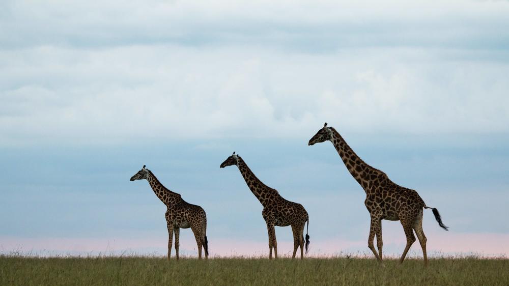 Mara Expedition Camp