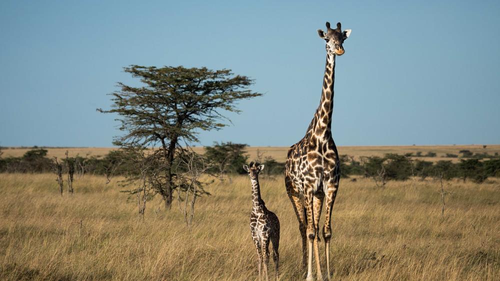 Mara Expedition Camp