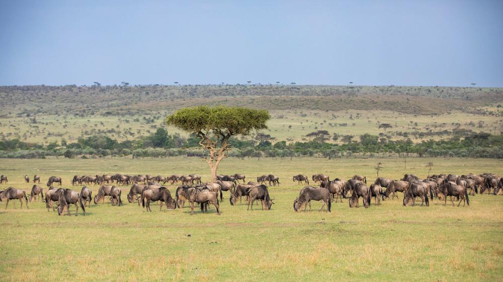 Mara Expedition Camp
