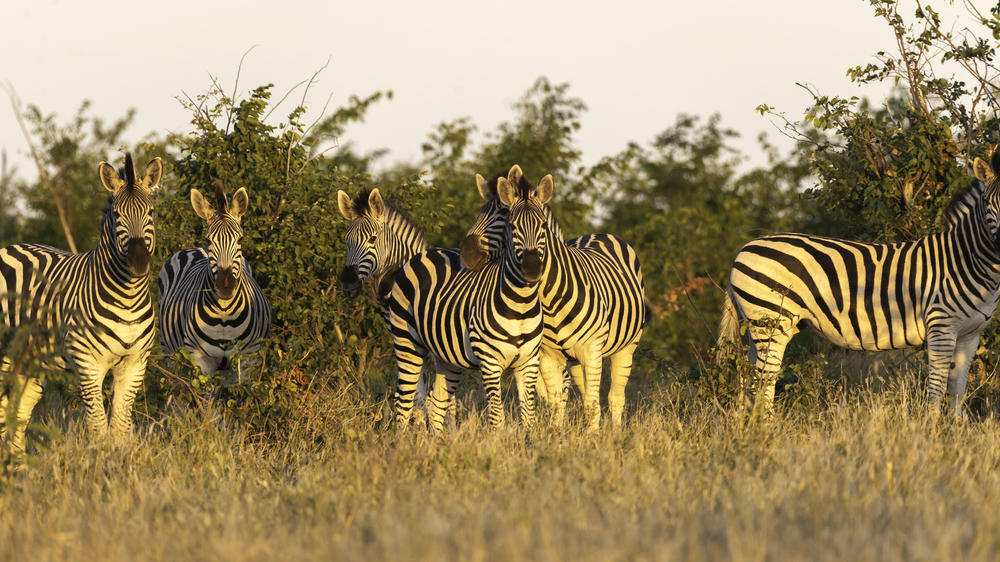 Central Hwange National Park