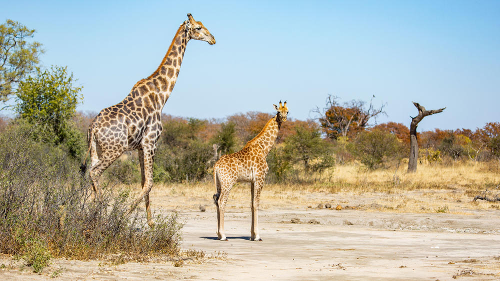 Central Hwange National Park
