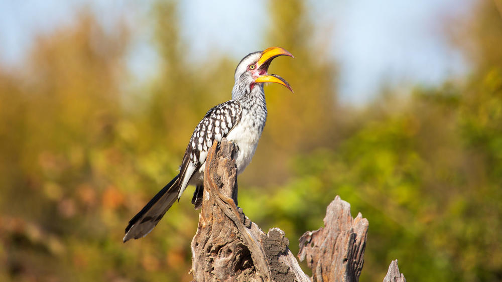 Central Hwange National Park