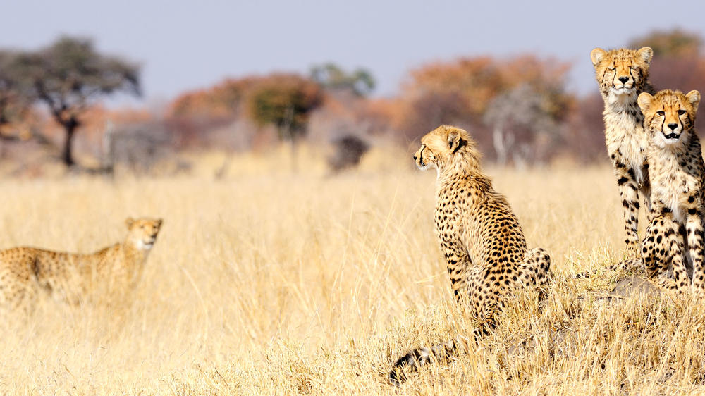 Central Hwange National Park