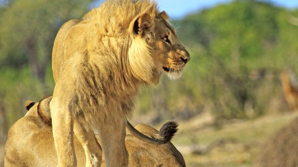 Central Hwange National Park