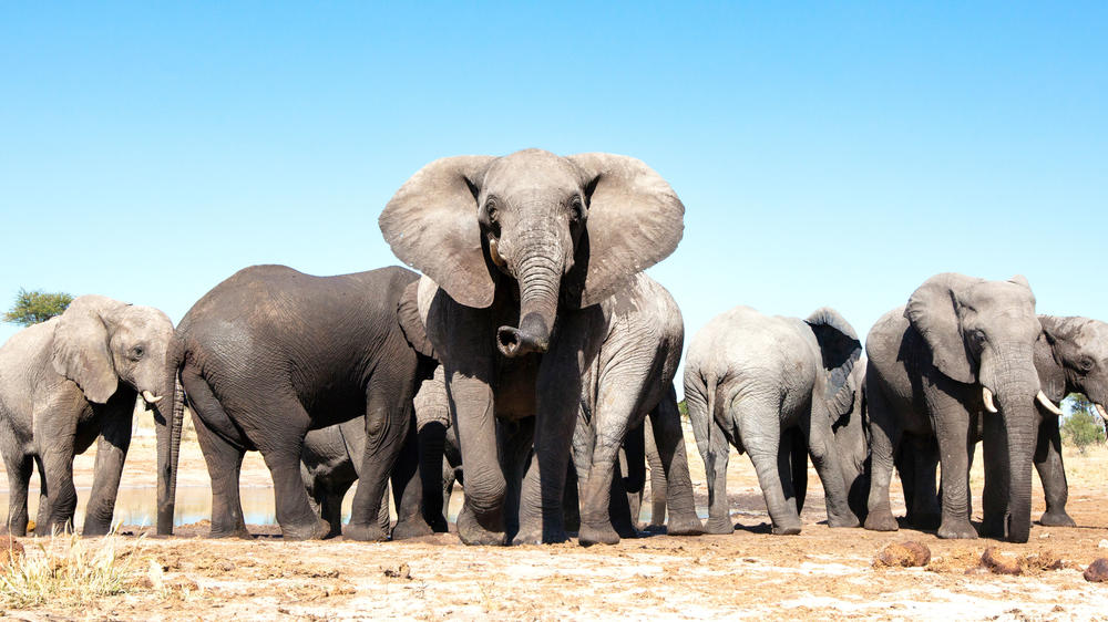 Central Hwange National Park