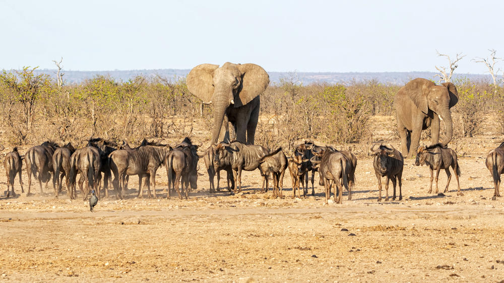 Ulusaba Private Game Reserve