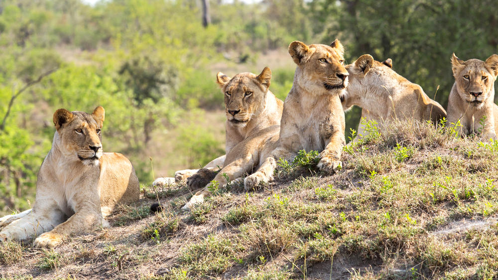 Ulusaba Private Game Reserve