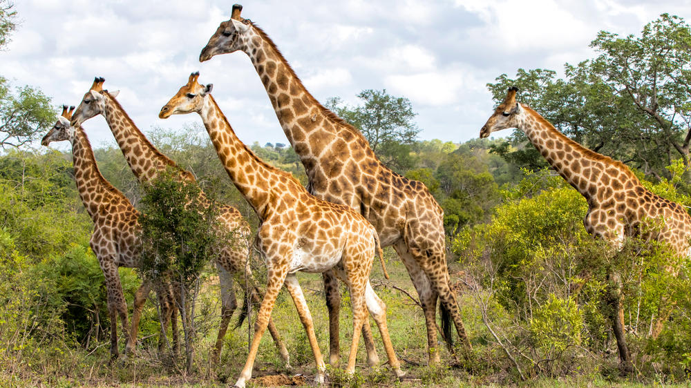 Ulusaba Private Game Reserve