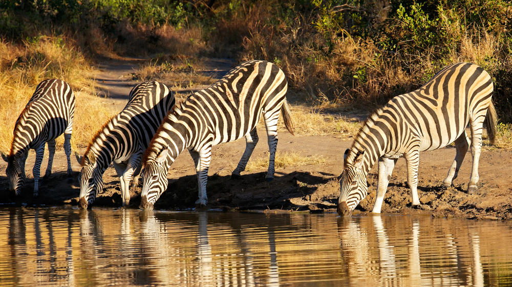 Ulusaba Private Game Reserve