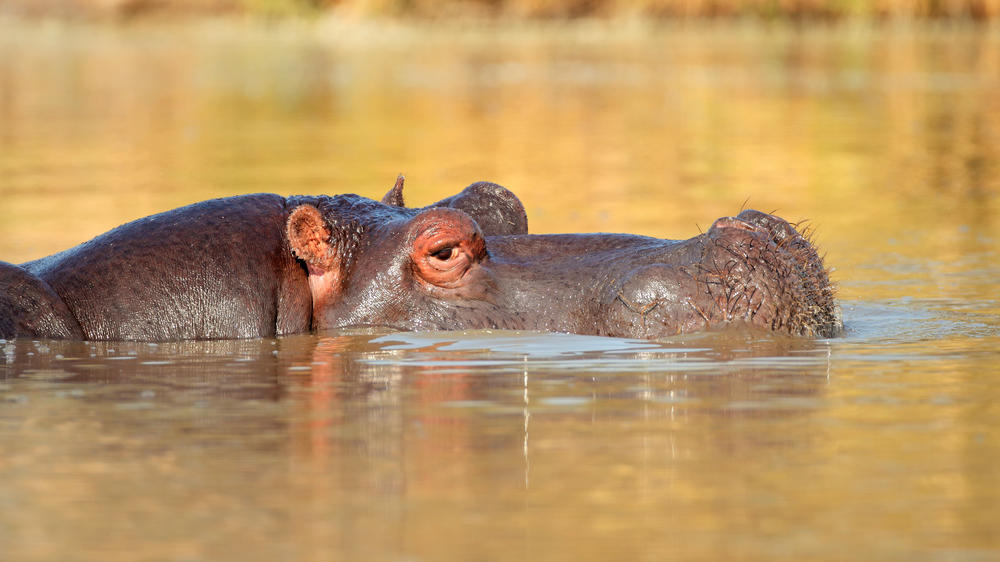 Ulusaba Private Game Reserve