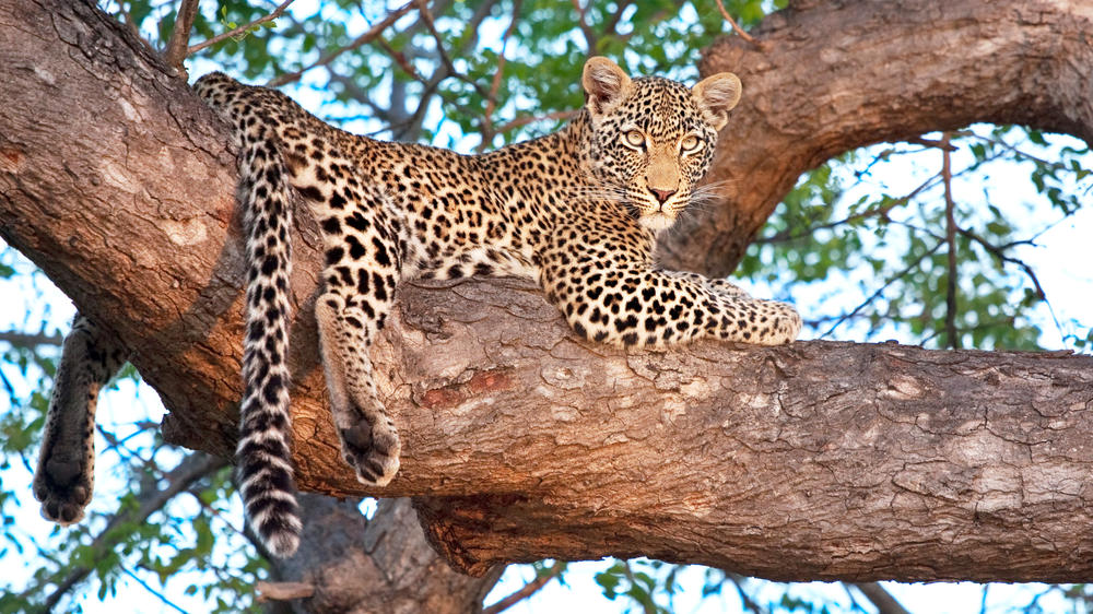 Ulusaba Private Game Reserve
