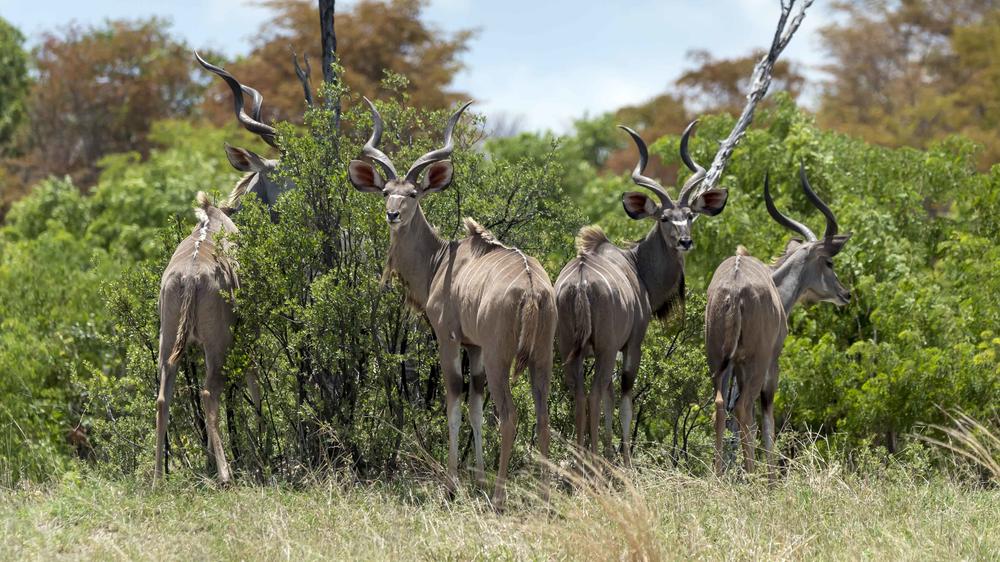 Matetsi Private Game Reserve