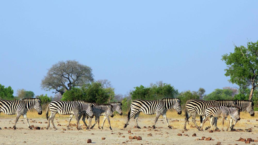 Matetsi Private Game Reserve