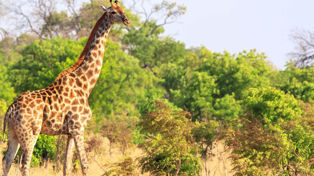 Matetsi Private Game Reserve