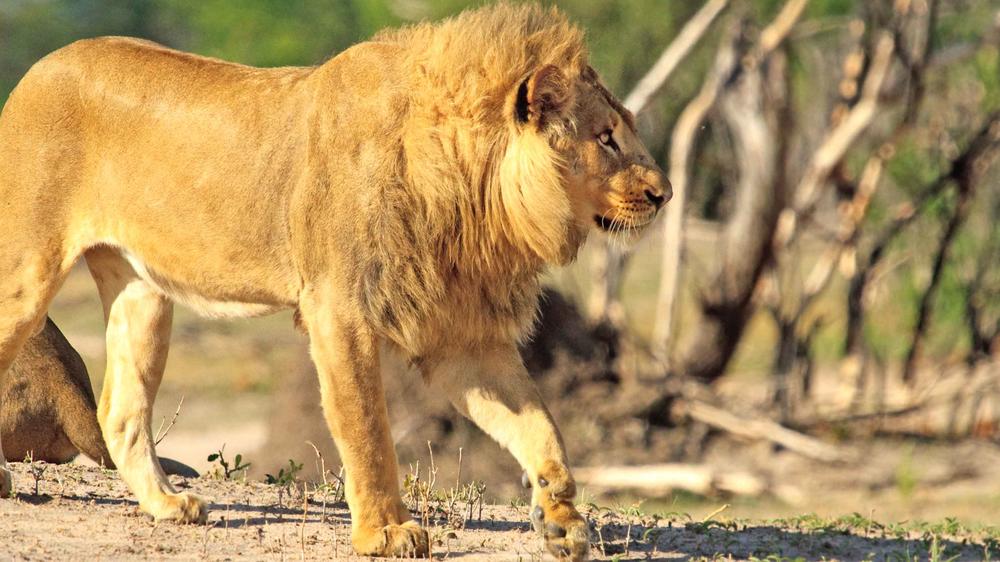 Matetsi Private Game Reserve