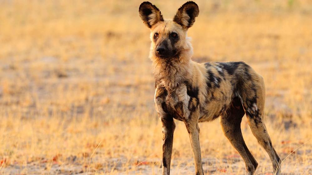 Matetsi Private Game Reserve