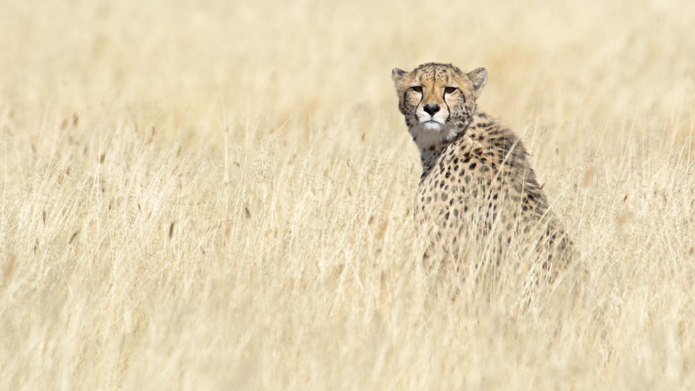 Deception Valley Private Reserve