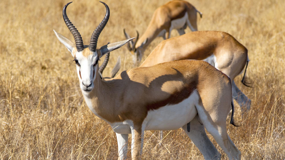 Deception Valley Private Reserve