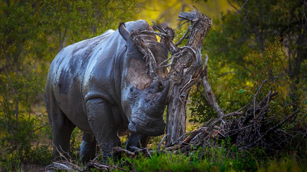 Tanda Tula Safari Camp