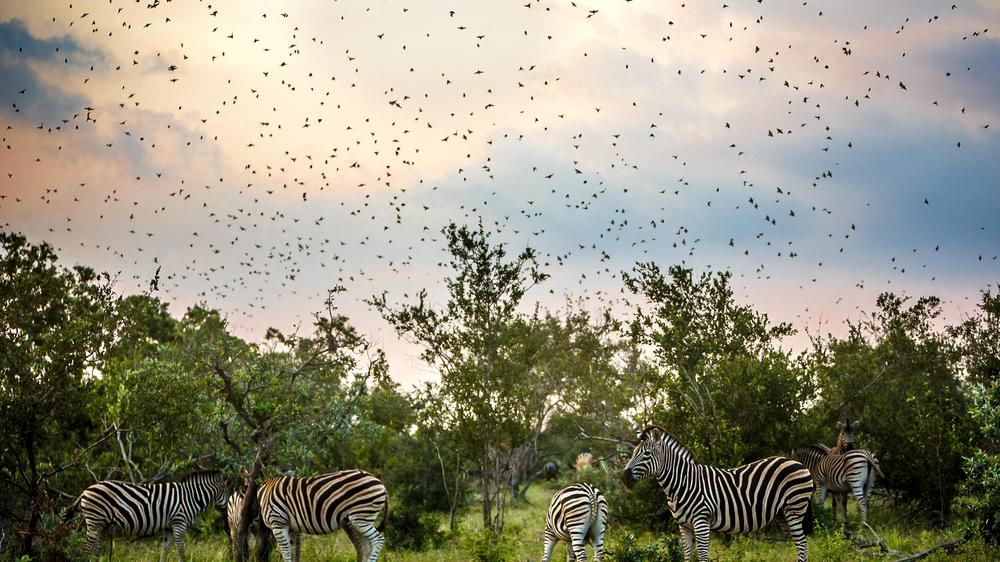 Tanda Tula Safari Camp