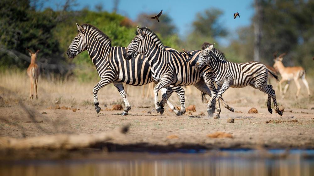 Tanda Tula Safari Camp