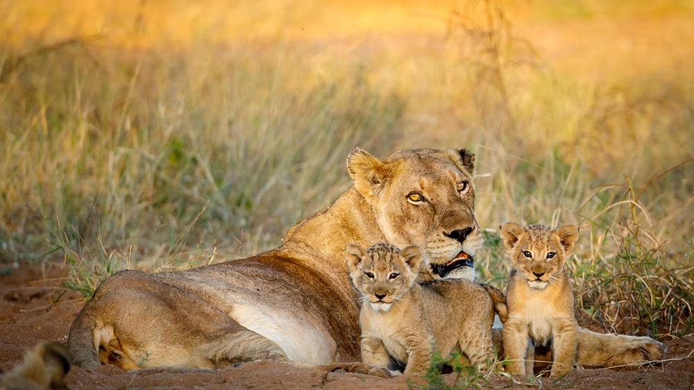 Tanda Tula Safari Camp