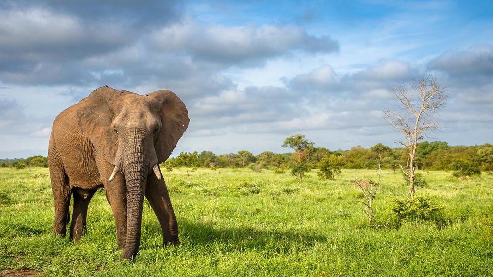 Tanda Tula Safari Camp