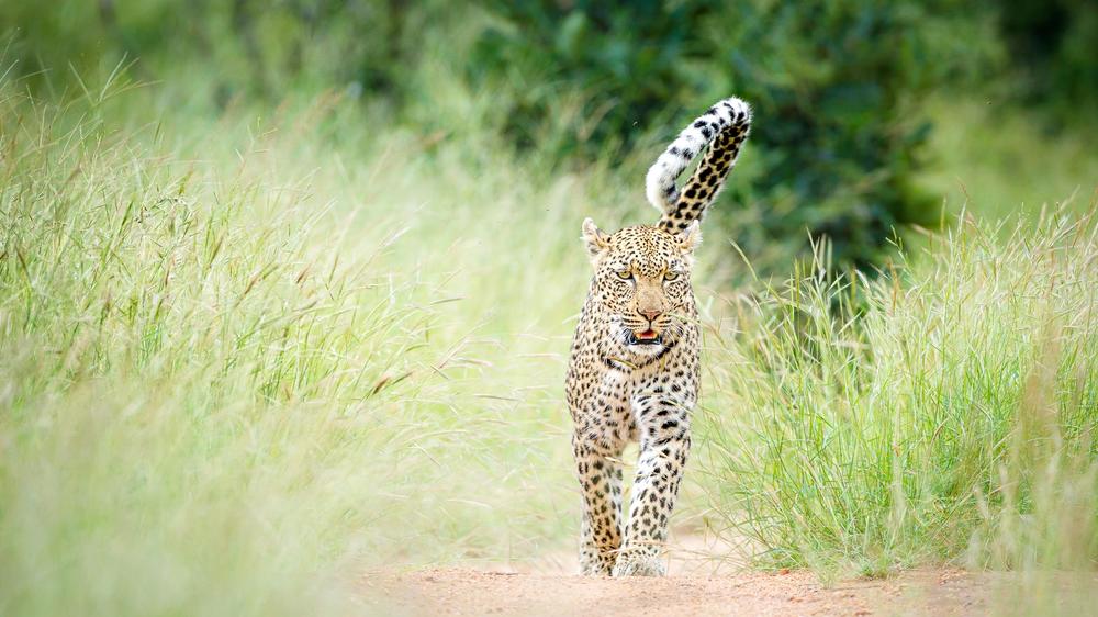 Tanda Tula Safari Camp
