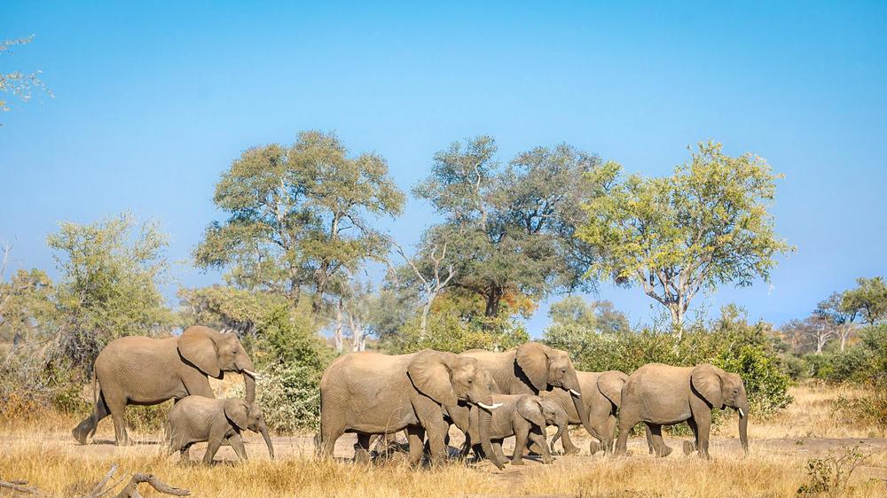 Tanda Tula Safari Camp