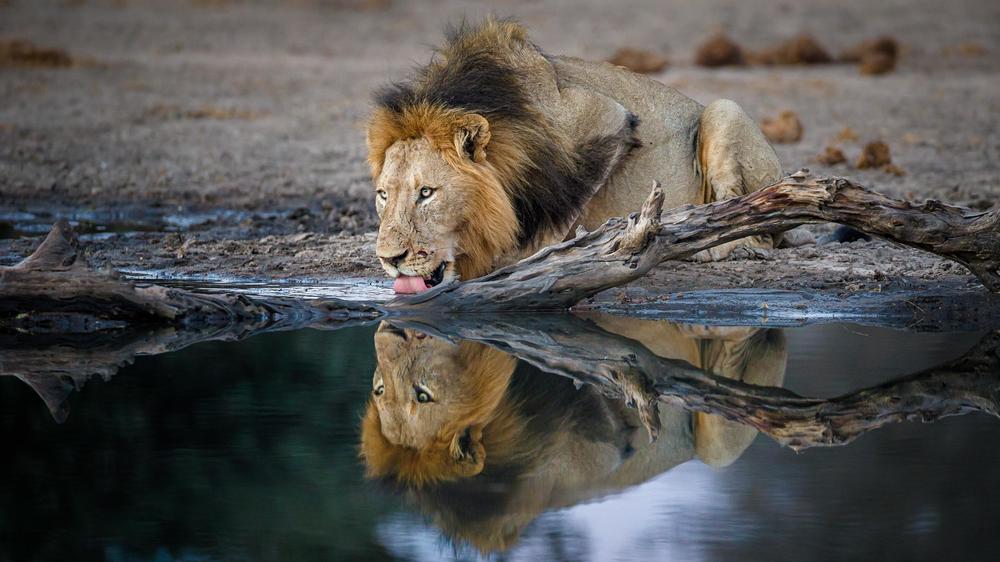 Tanda Tula Safari Camp