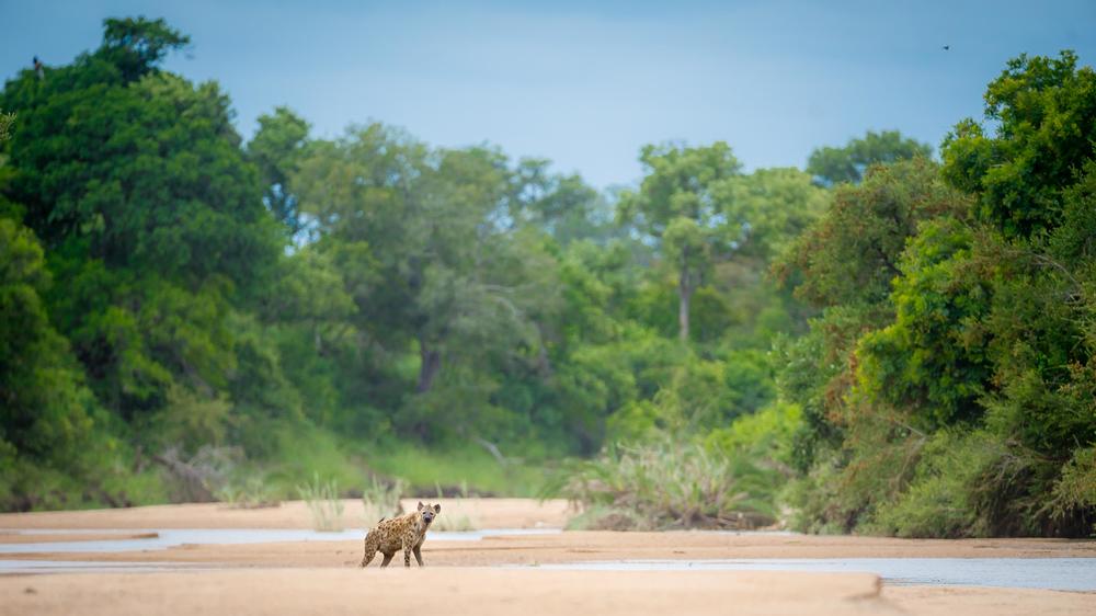 Tanda Tula Safari Camp